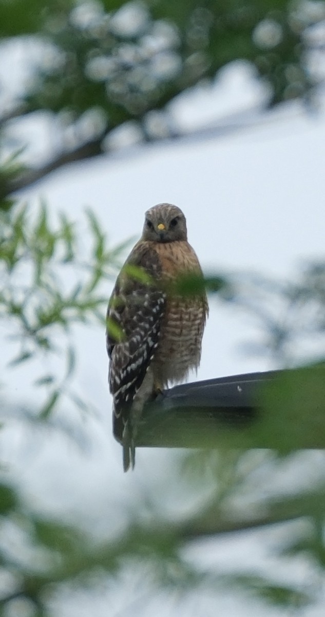 Red-shouldered Hawk - ML617609980