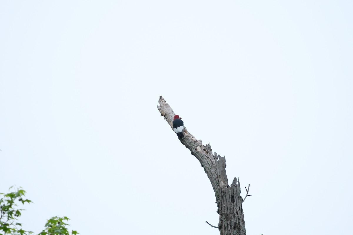 Red-headed Woodpecker - ML617609984