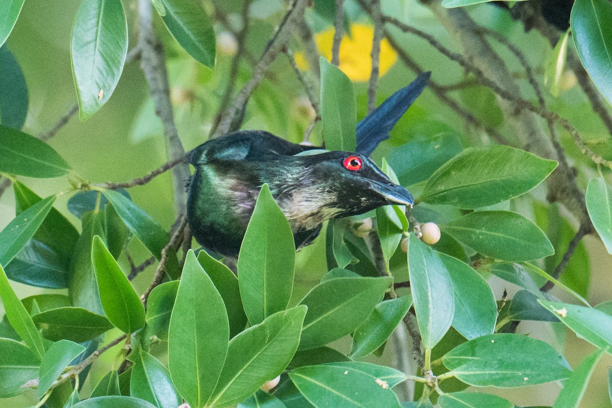 Metallic Starling - Ashok Kolluru