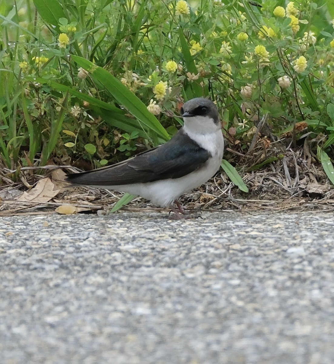 Golondrina Bicolor - ML617610008