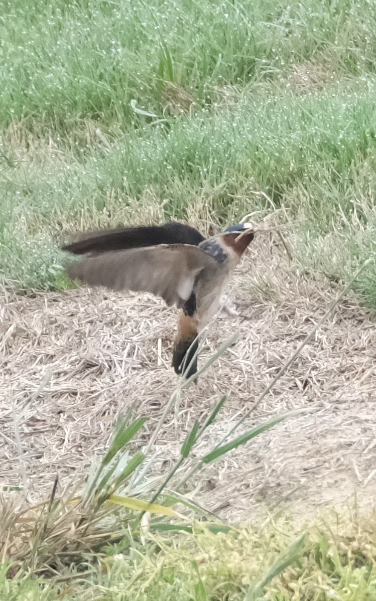 Cliff Swallow - ML617610014