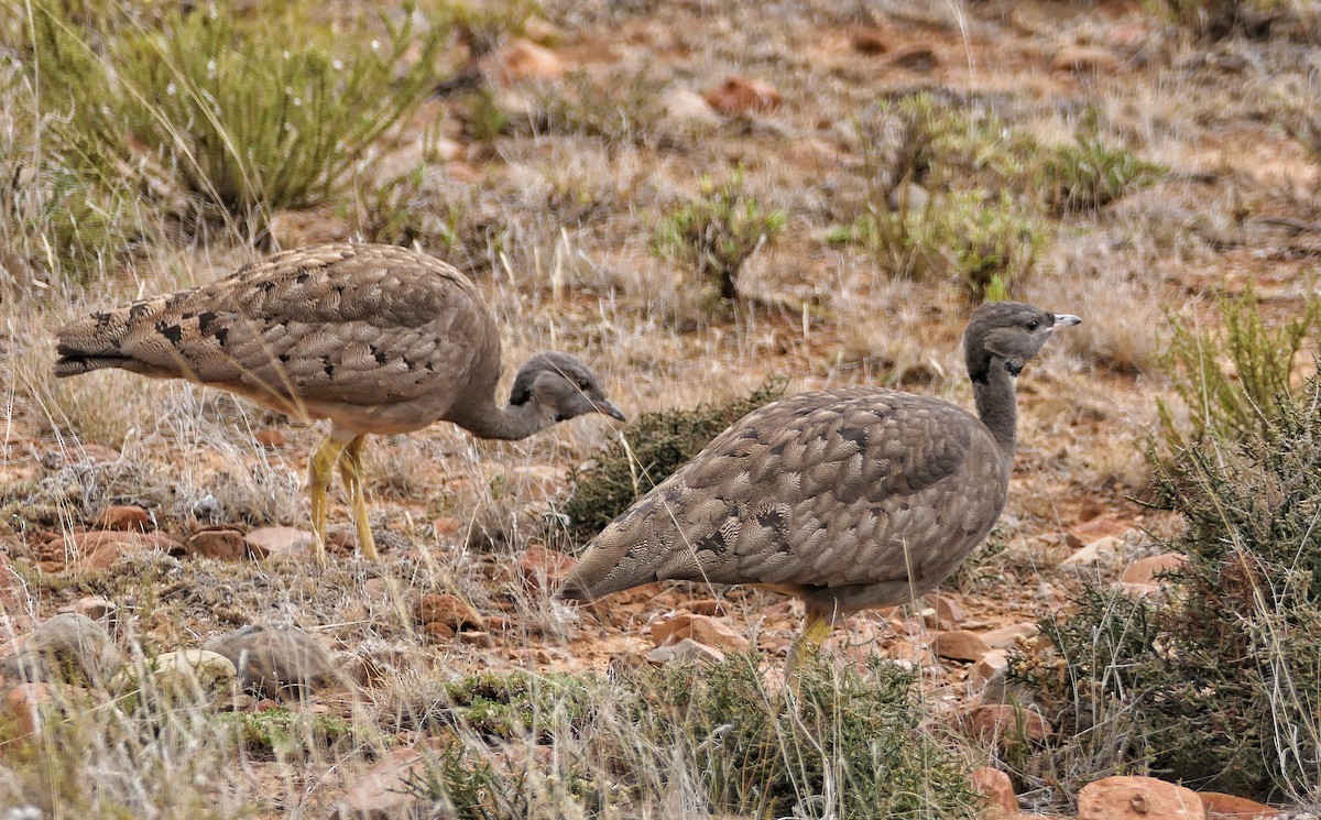 Karoo Bustard - ML617610045