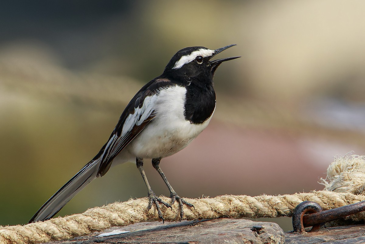 White-browed Wagtail - ML617610057