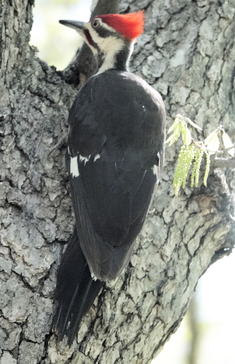 Pileated Woodpecker - ML617610077