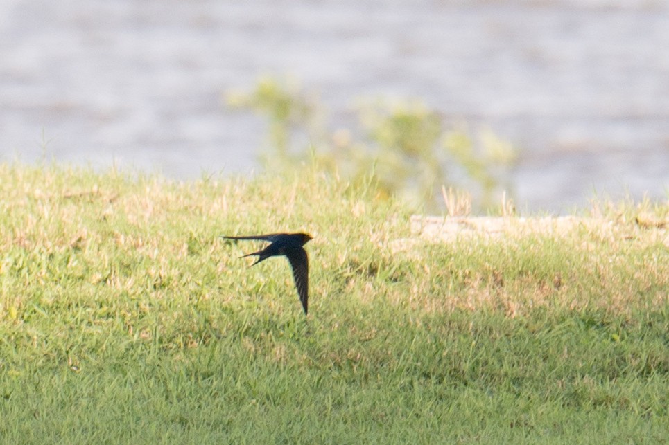 Welcome Swallow - Ashok Kolluru