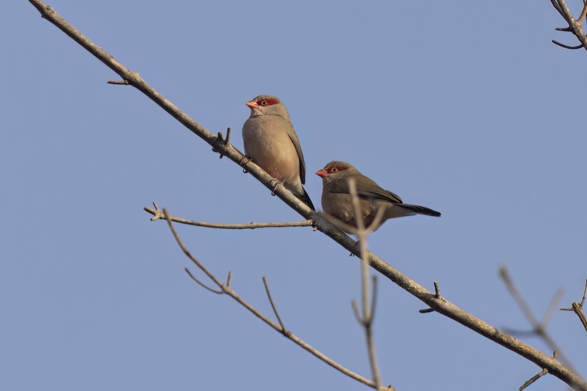 Black-rumped Waxbill - ML617610129