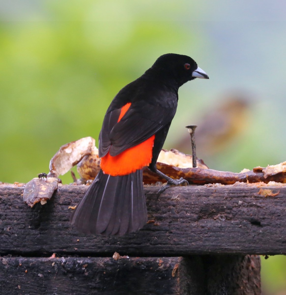 Scarlet-rumped Tanager (Passerini's) - Susan Hunter