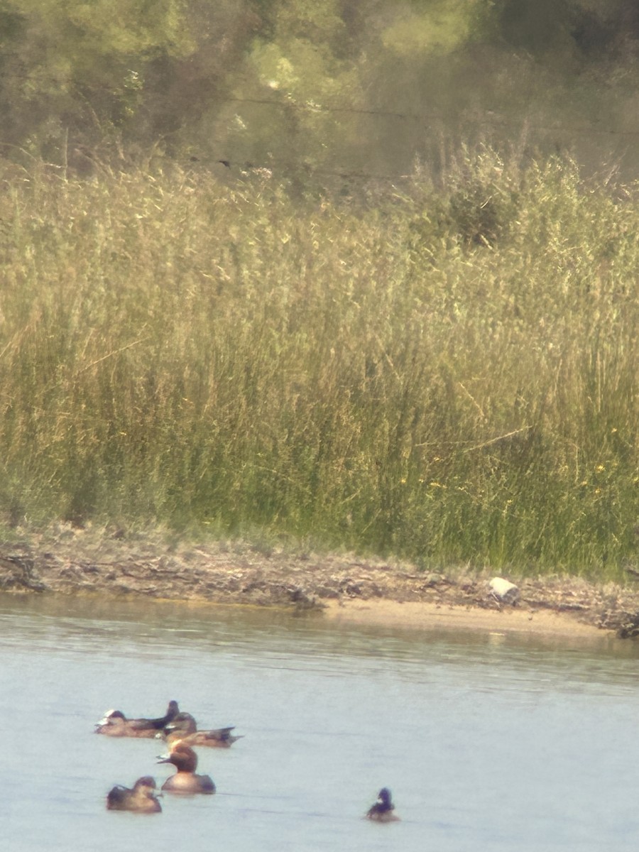 Eurasian Wigeon - ML617610255