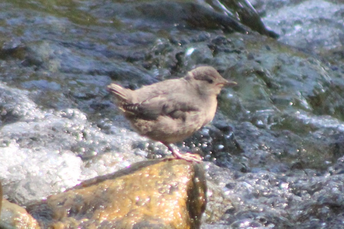 American Dipper - Sean Cozart