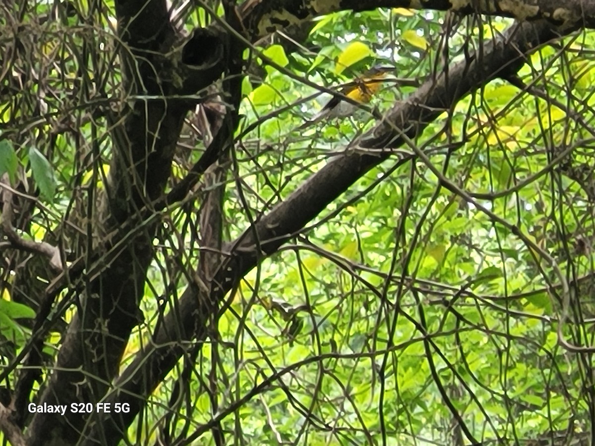 Yellow-breasted Chat - ML617610327