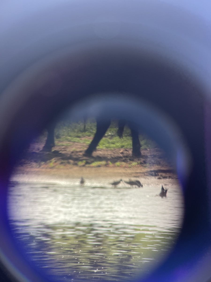 Long-billed Dowitcher - ML617610335