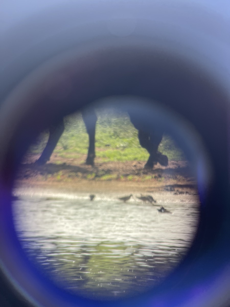 Long-billed Dowitcher - ML617610336