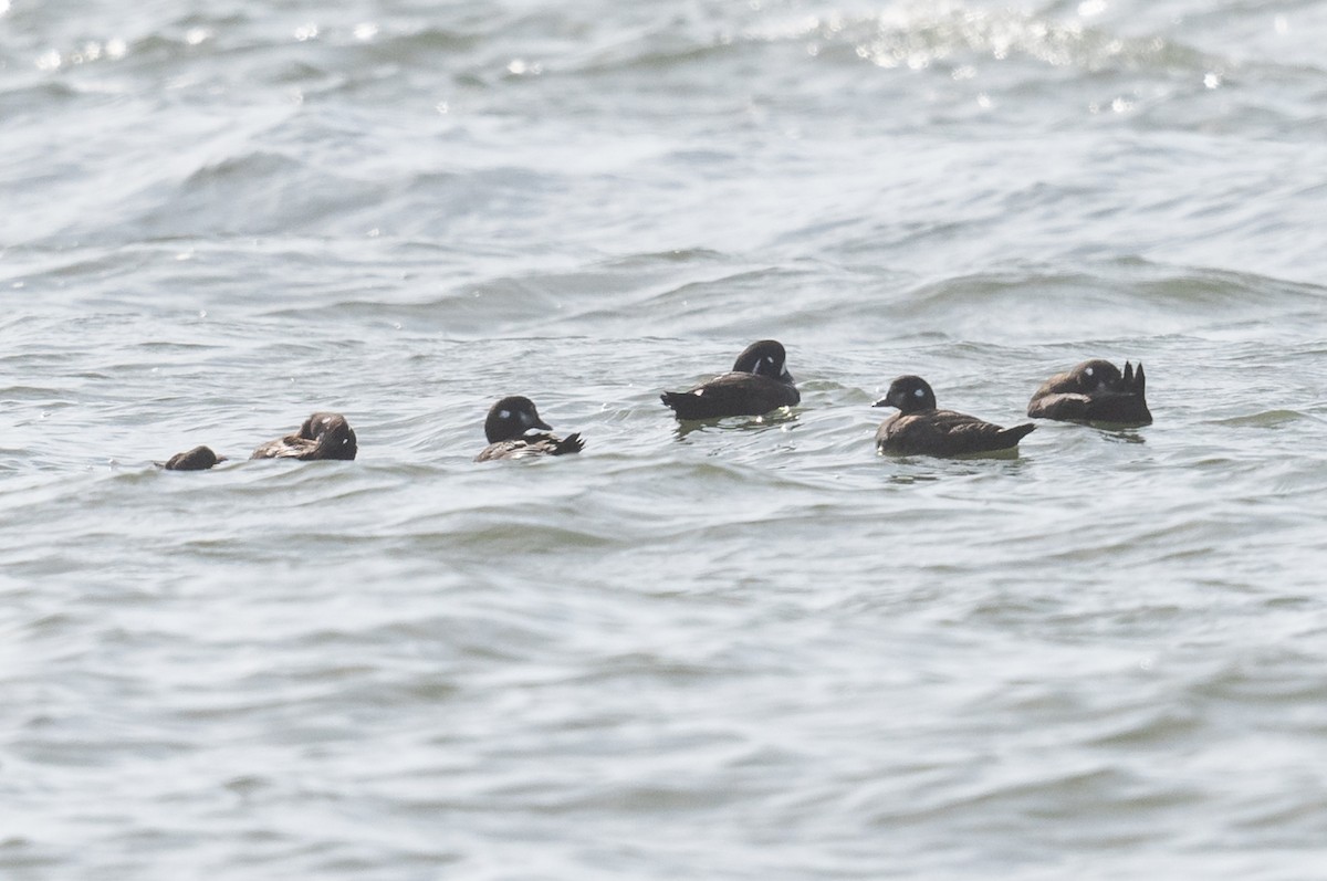 Harlequin Duck - Chris Thomas