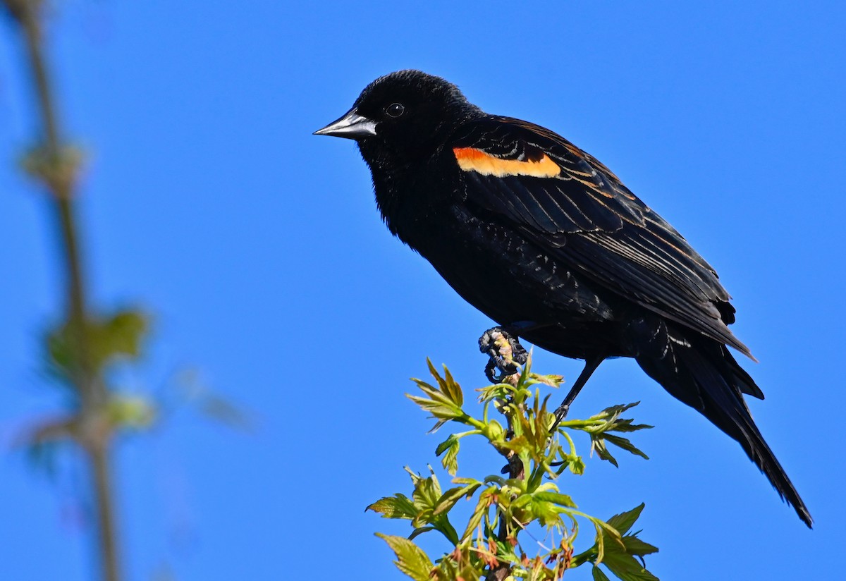 Red-winged Blackbird - Brian Ross
