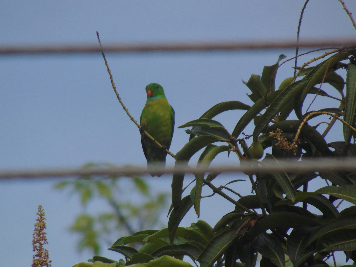 Vernal Hanging-Parrot - Sarath Chandran P