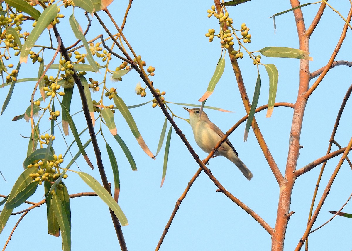 Sykes's Warbler - Mahdi Naghibi