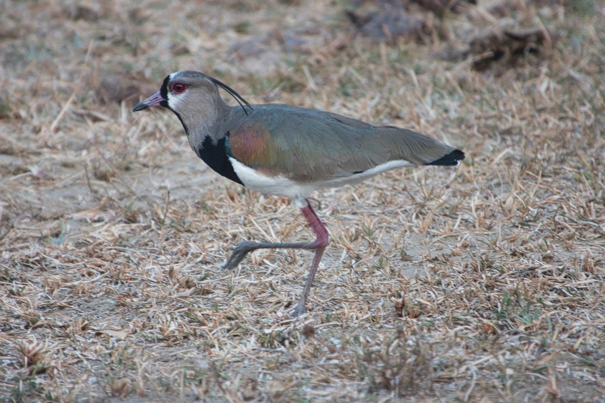 Southern Lapwing - ML617610493