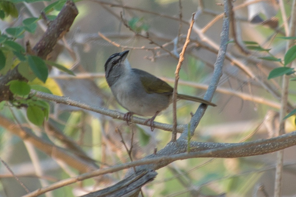 Black-striped Sparrow - ML617610526