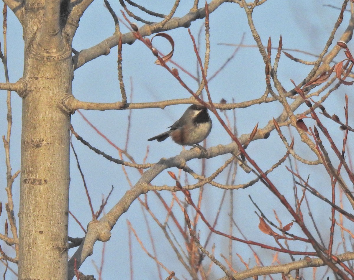 Boreal Chickadee - Keith Gregoire