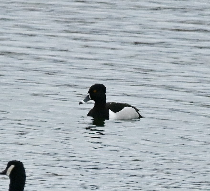 Ring-necked Duck - ML617610533