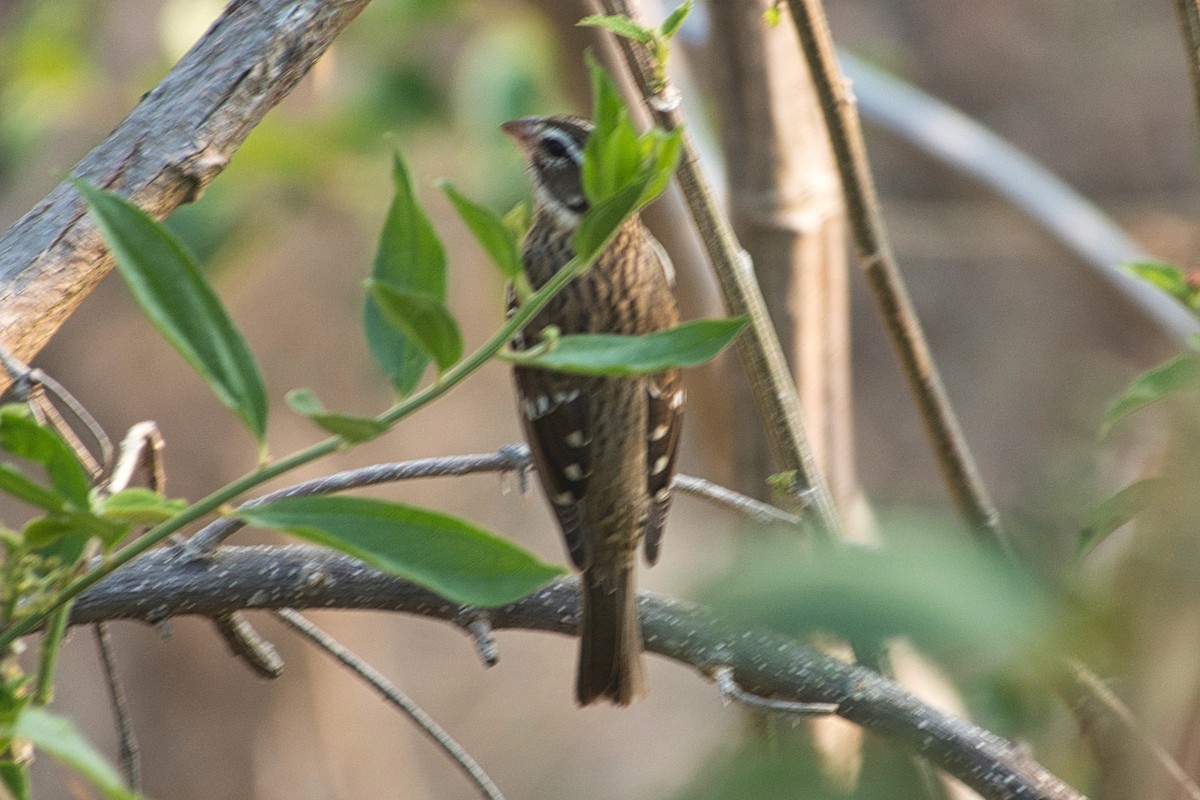 Rose-breasted Grosbeak - ML617610546