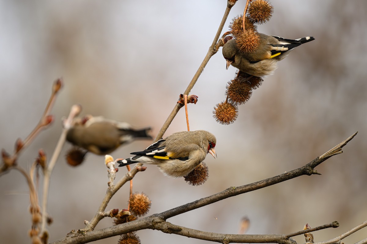 European Goldfinch - Sudhir Paul