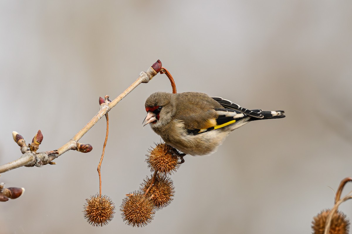 European Goldfinch - ML617610551