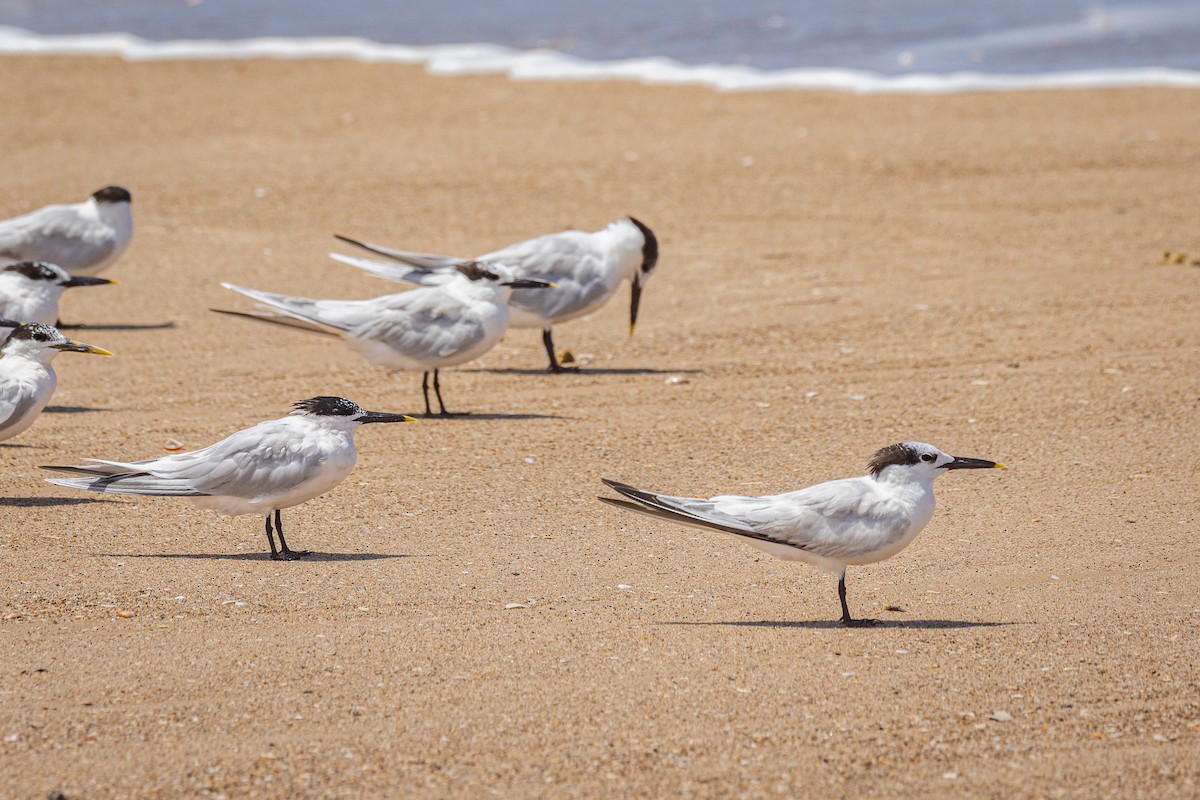 Sandwich Tern - ML617610557