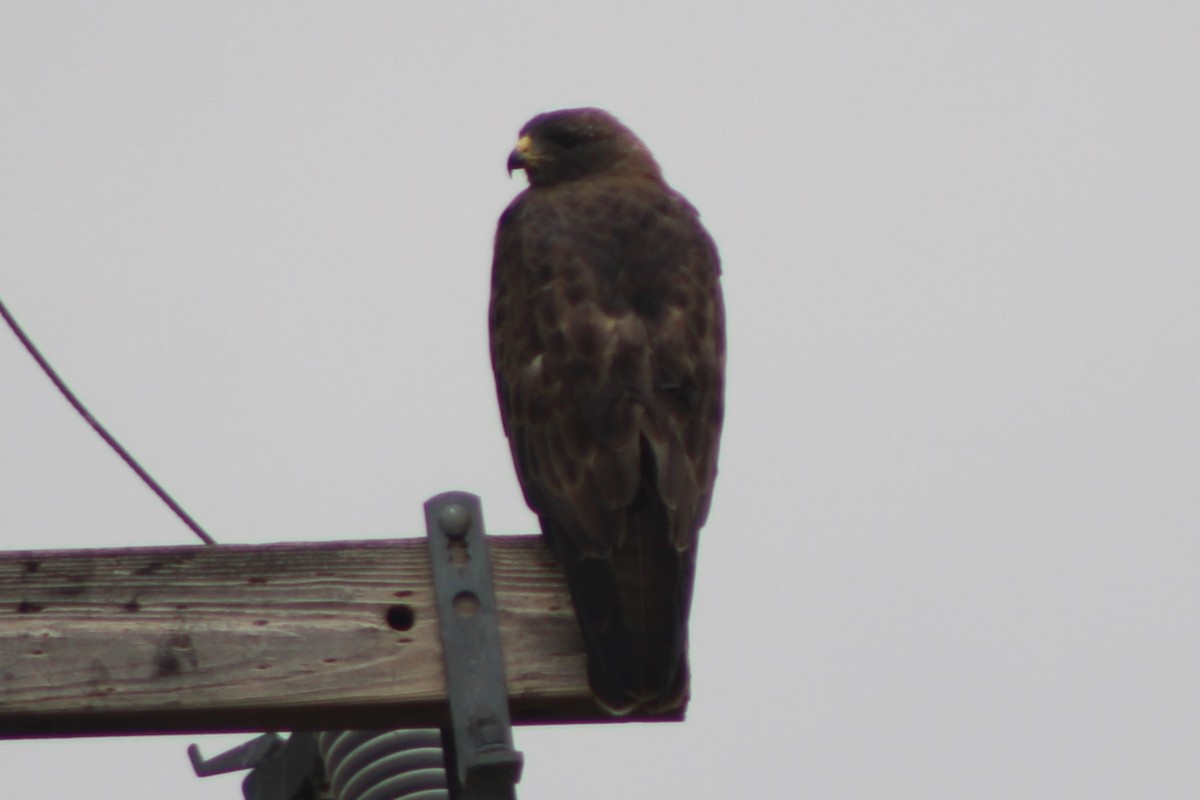 Swainson's Hawk - ML617610637