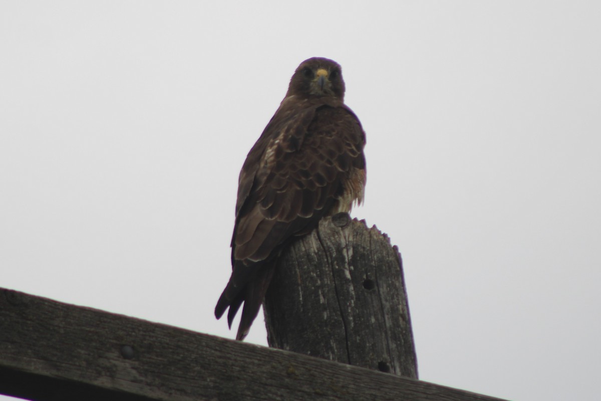 Swainson's Hawk - ML617610639