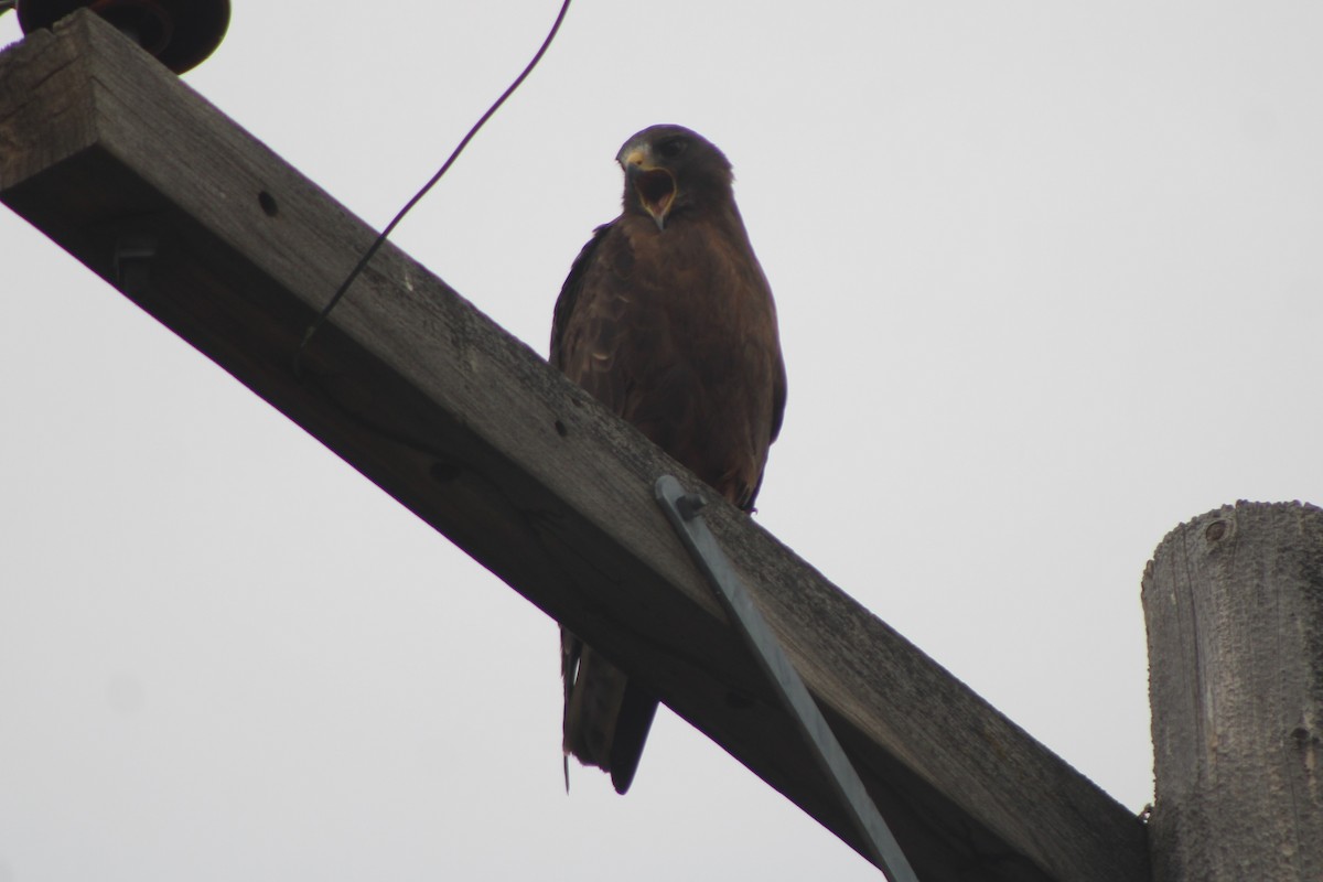 Swainson's Hawk - ML617610643