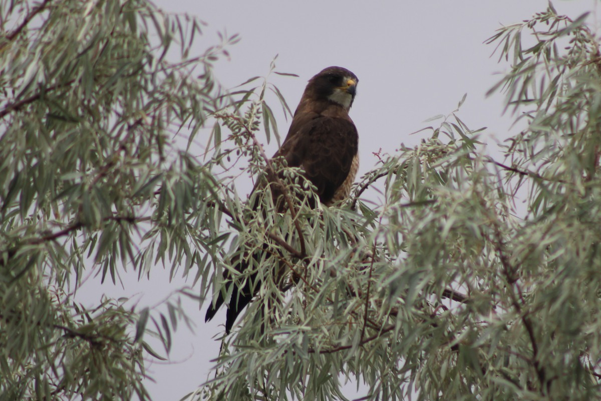 Swainson's Hawk - ML617610644