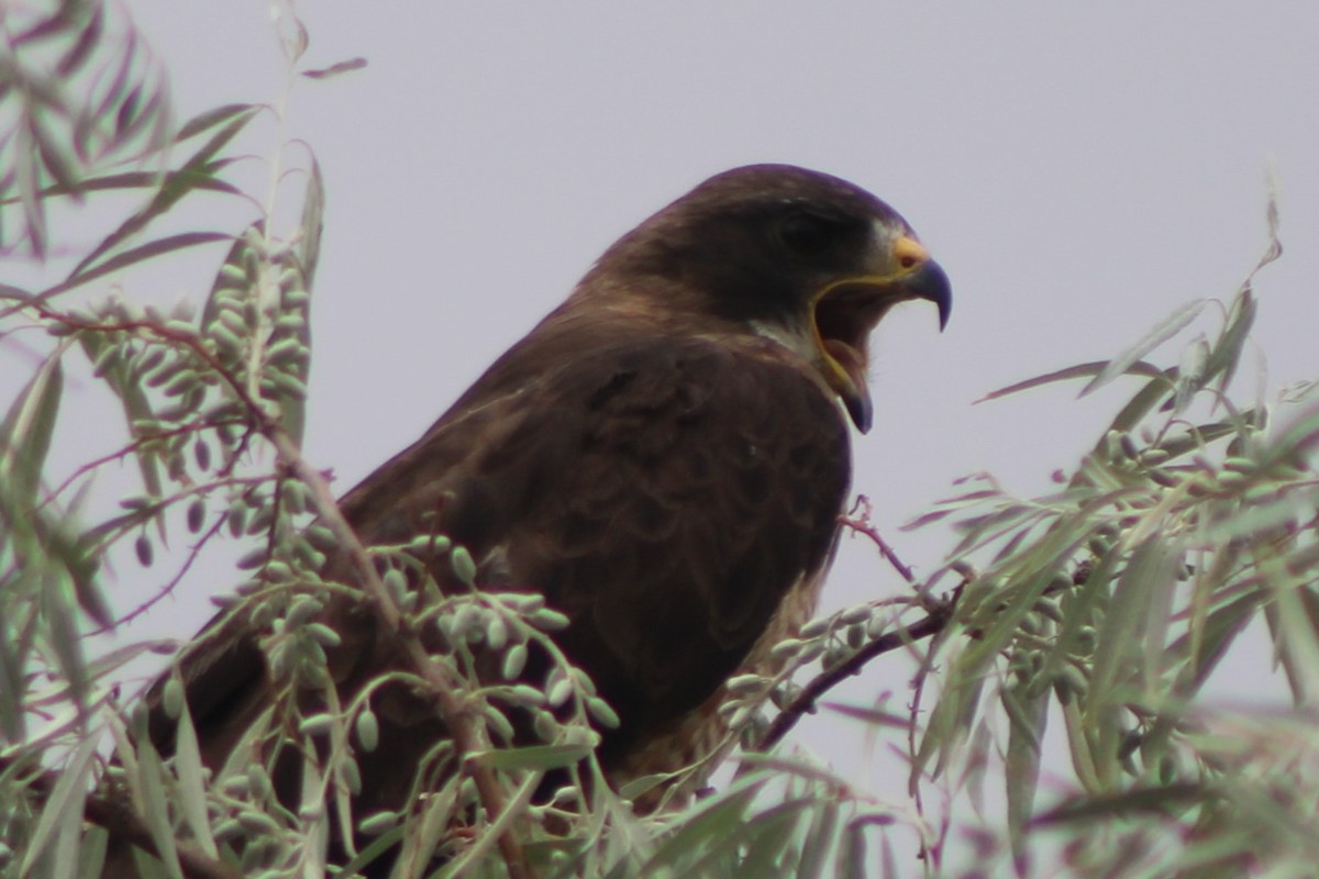 Swainson's Hawk - ML617610647