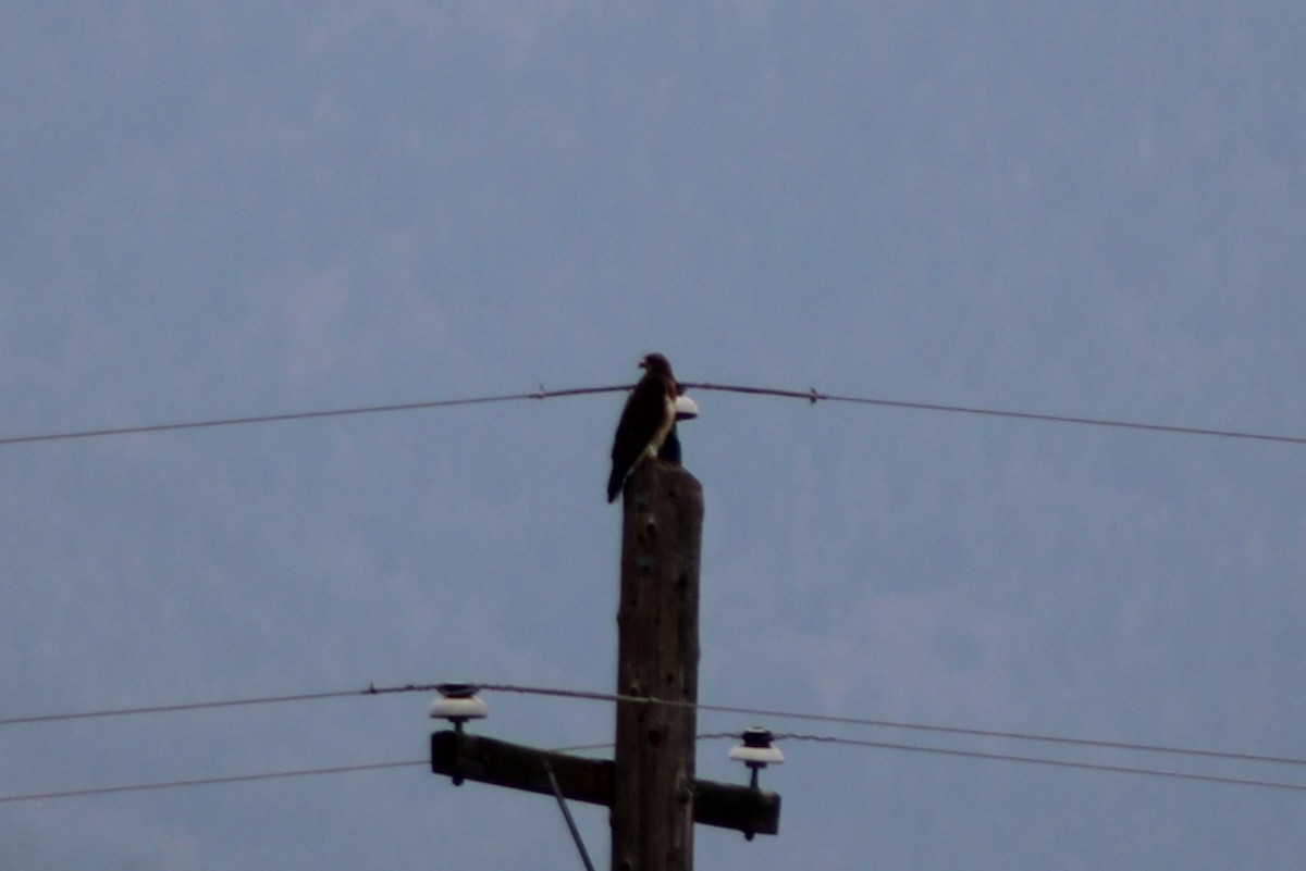 Swainson's Hawk - ML617610656