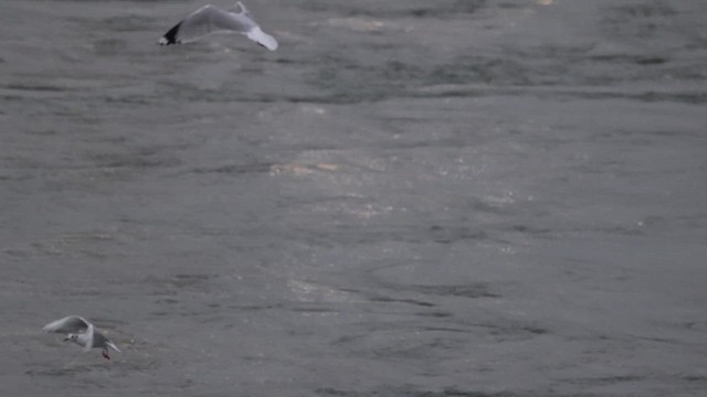 Mouette de Bonaparte - ML617610657