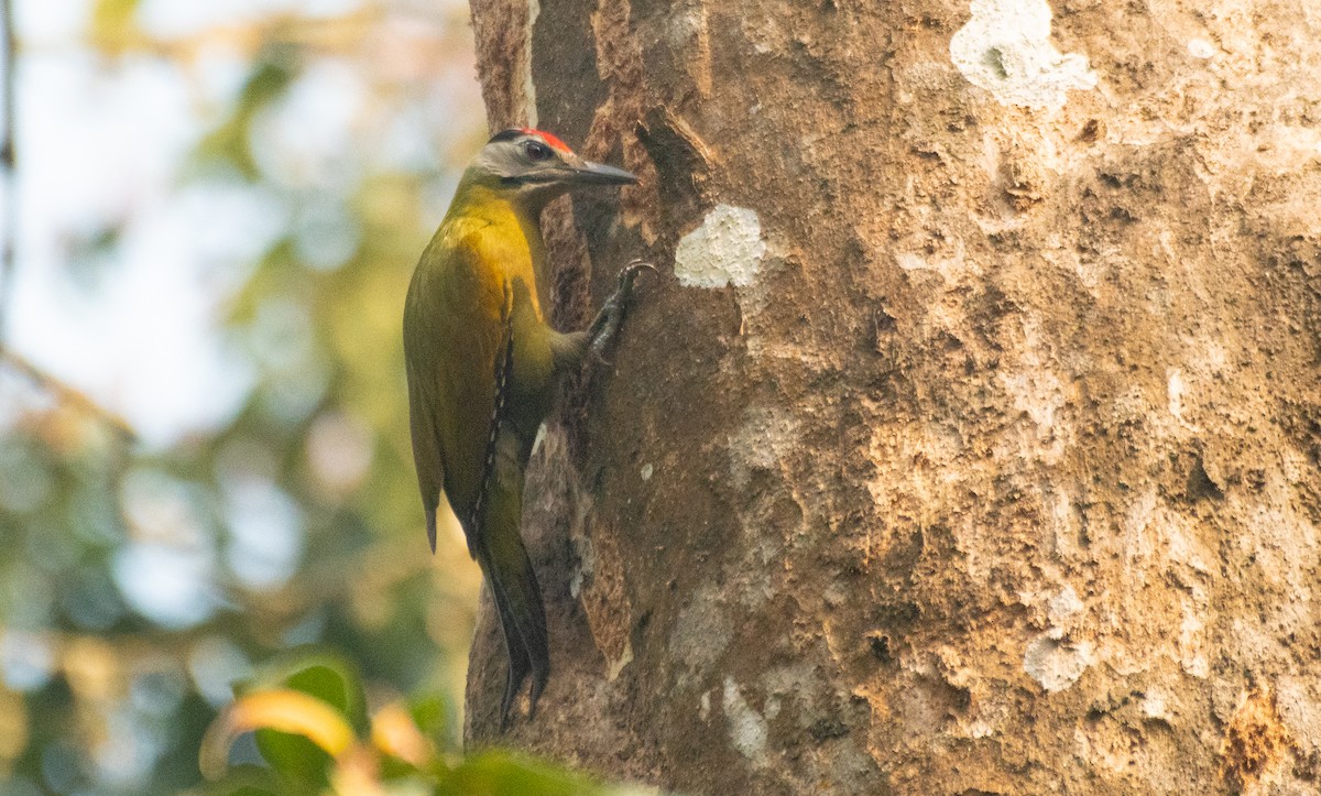 Gray-headed Woodpecker - ML617610661