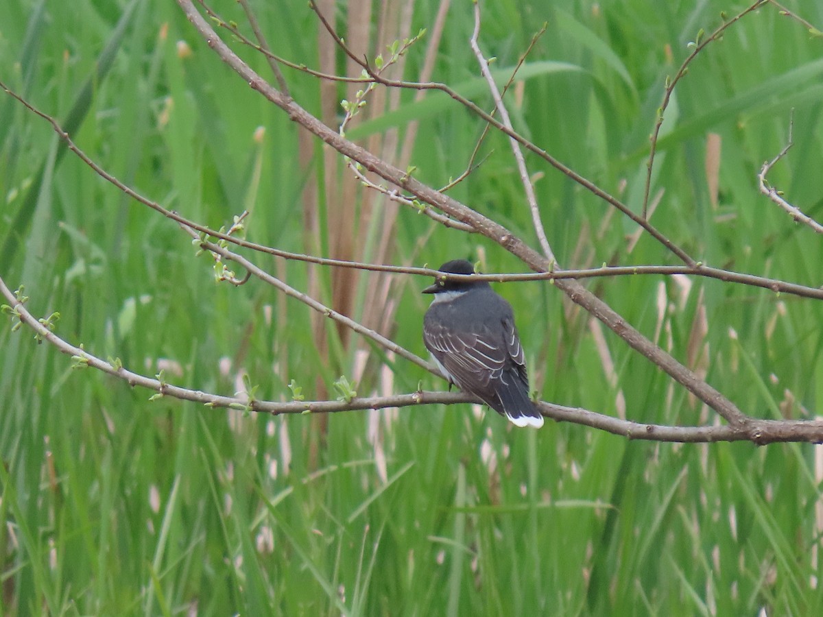 Eastern Kingbird - Rick Robinson