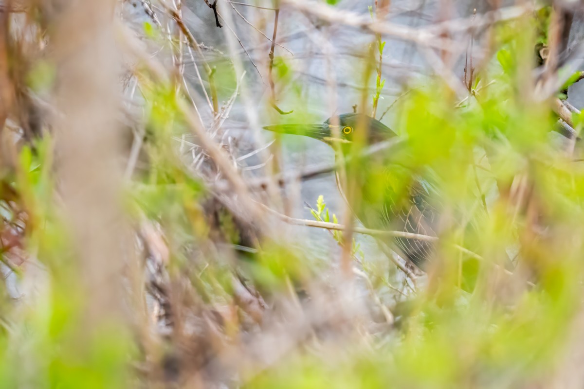 Green Heron - ML617610855