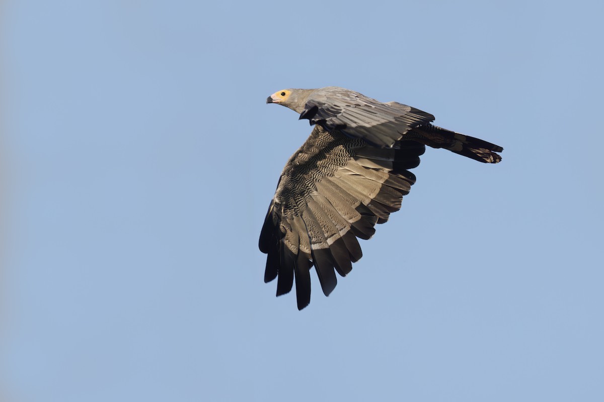 African Harrier-Hawk - ML617610880