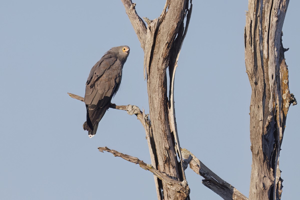 African Harrier-Hawk - ML617610882