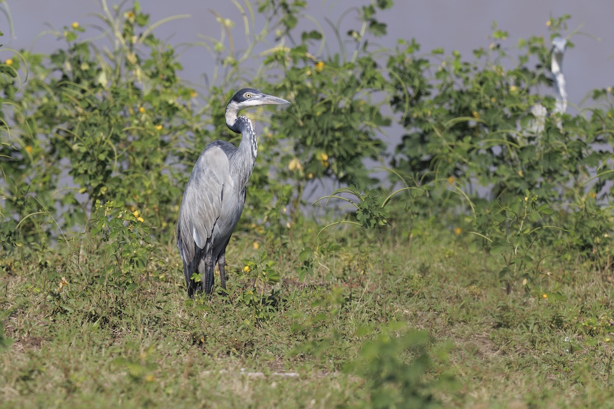 Black-headed Heron - ML617610895