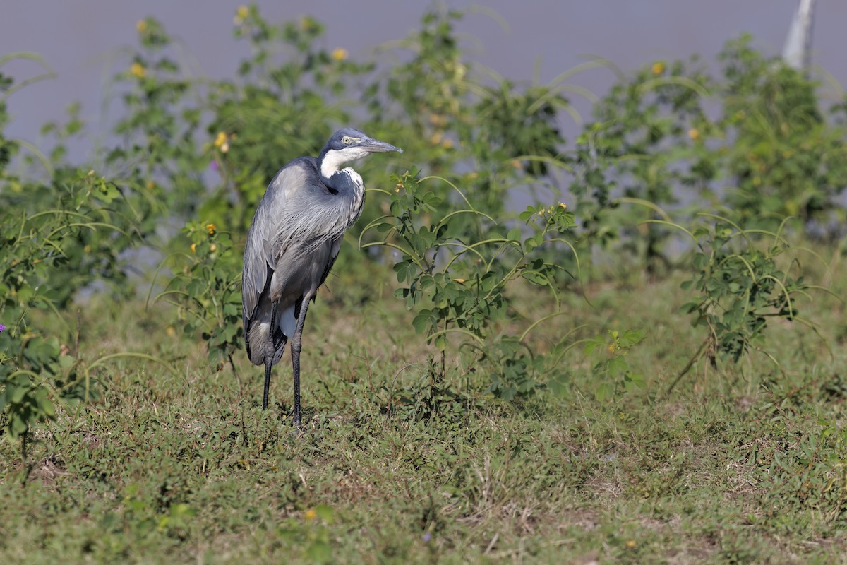 Garza Cabecinegra - ML617610897