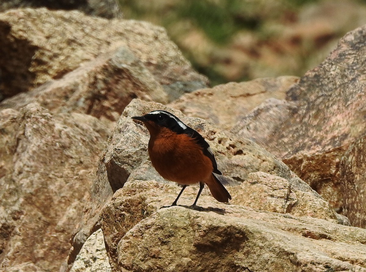 Moussier's Redstart - Paco Chiclana
