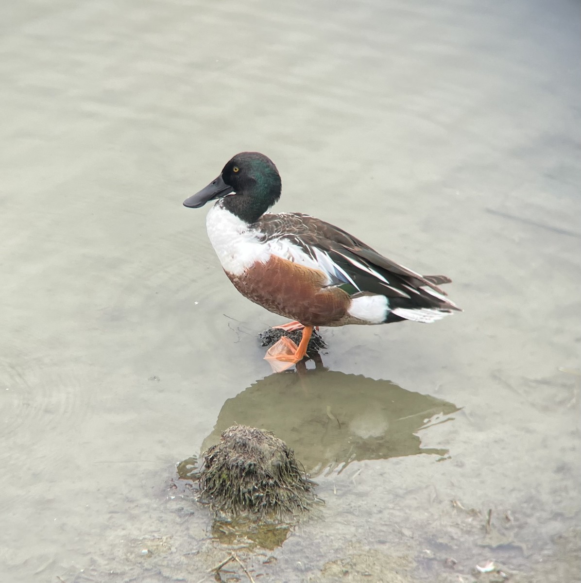 Northern Shoveler - ML617610910