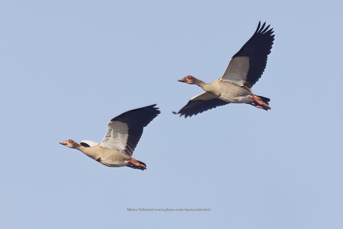 Egyptian Goose - ML617610943