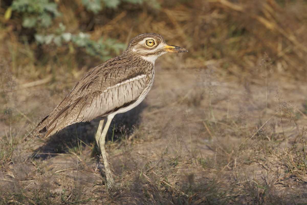 Water Thick-knee - ML617610958