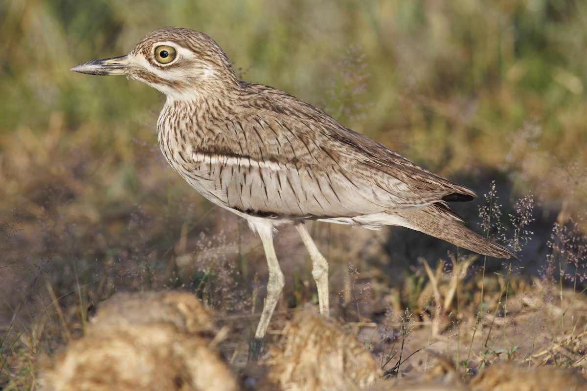 Water Thick-knee - ML617610960