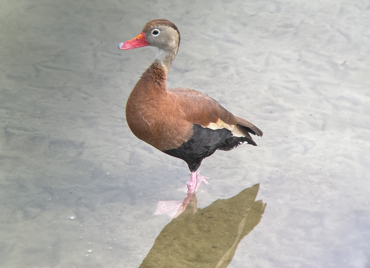 Black-bellied Whistling-Duck - Lindsey Walters