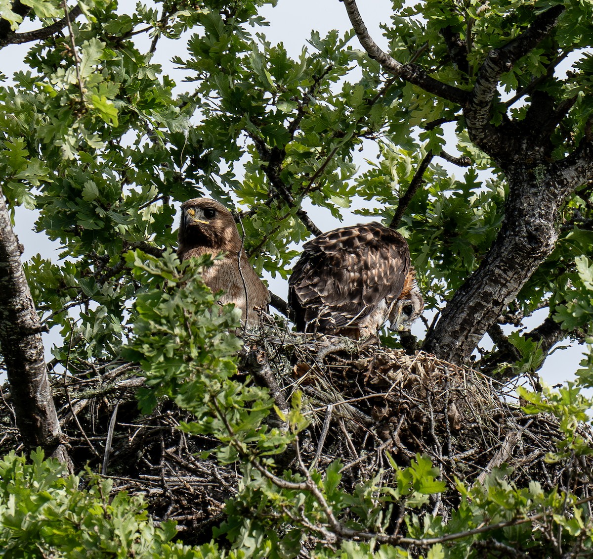 Red-tailed Hawk - ML617610976