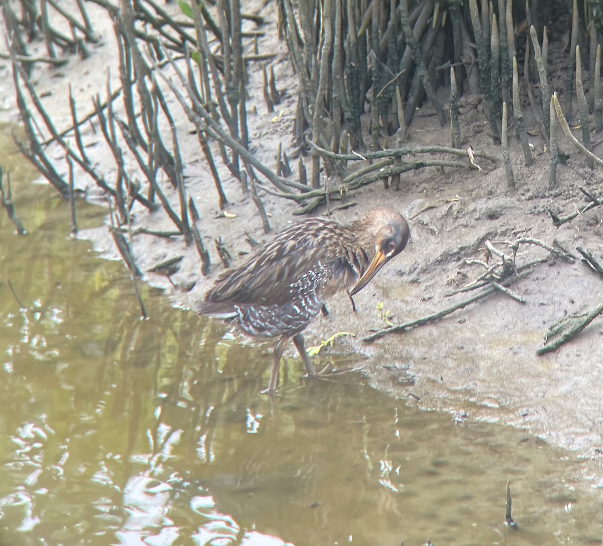 Clapper Rail (Gulf Coast) - ML617610989